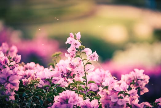 Bougainvillea's flowers vintage