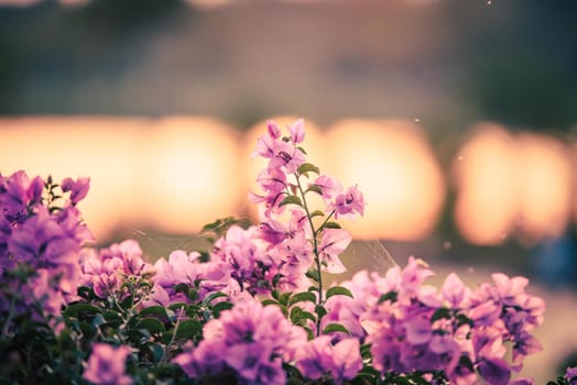 Bougainvillea's flowers vintage