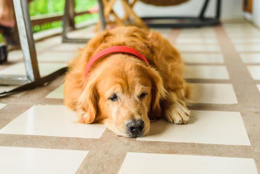 Dog golden sit retriever outdoor