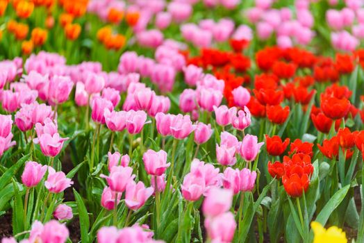 tulip flowers in the garden