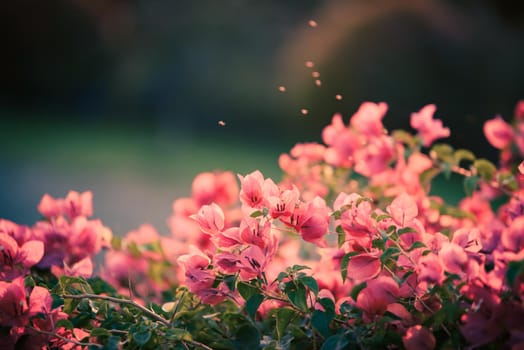 Bougainvillea's flowers vintage