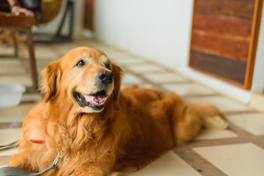 Golden Retriever Dog sitting outdoor