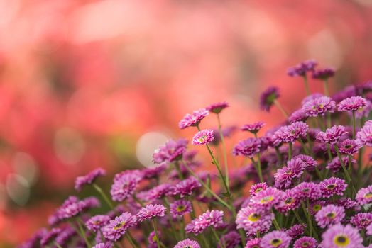 Pink chrysanthemum in flower garden