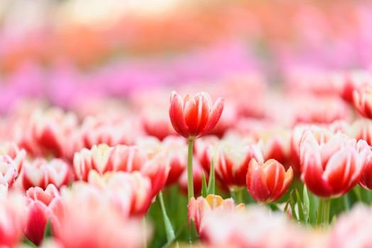 tulip flowers in the garden