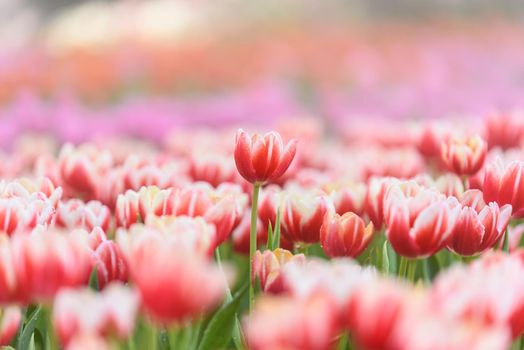 tulip flowers in the garden