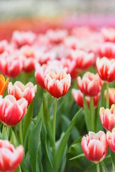 tulip flowers in the garden