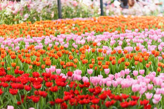 tulip flowers in the garden