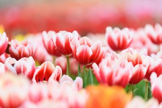 tulip flowers in the garden