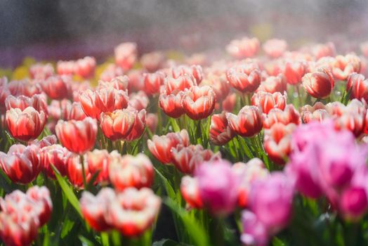 tulip flowers in the garden