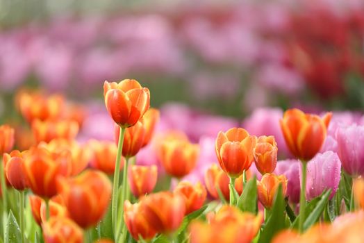 tulip flowers in the garden