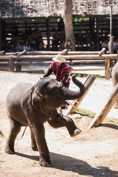 CHIANG MAI, THAILAND - JAN. 31: Daily elephant show at The Thai Elephant Conservation Center, mahout show how to ride and transport in forest, January 31, 2016 in Chiang Mai, Thailand.