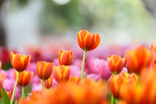 tulip flowers in the garden