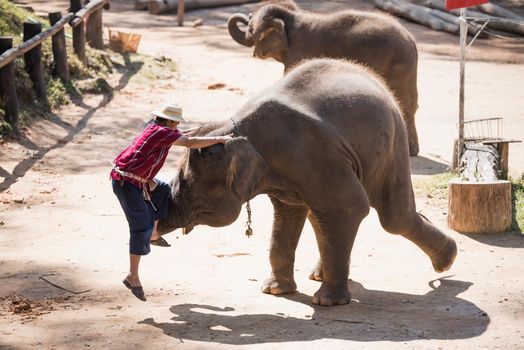 CHIANG MAI, THAILAND - JAN. 31: Daily elephant show at The Thai Elephant Conservation Center, mahout show how to ride and transport in forest, January 31, 2016 in Chiang Mai, Thailand.