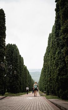 Cypress trees alley, tree lined road