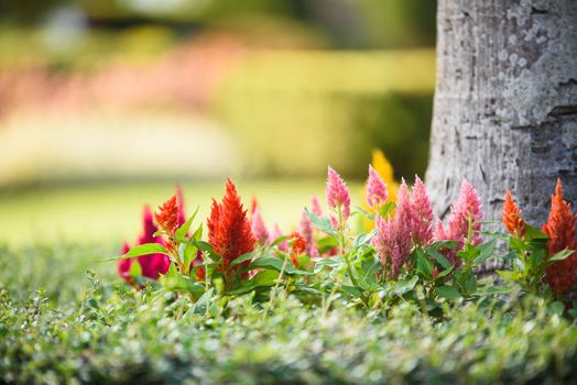 Colorful Cockscomb flowers