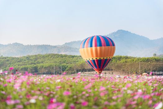 Hot air balloons floating over cosmos flowers field