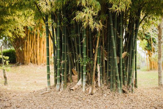 bamboo forest