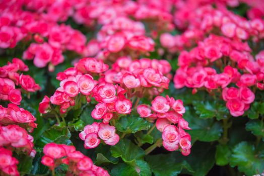 Begonia flowers in the garden