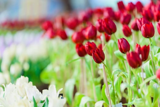 tulip flowers in the garden