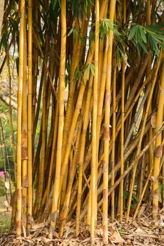 bamboo forest