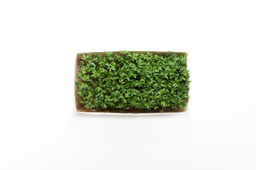 Isolated Edible Hairy Green Bittercresses, Cardamine Hirsuta Plant In Paper Box, Package On White Background, Tender Greens, Common Weed, Herb in Mustard Family Brassicaceae. Horizontal, Copy space