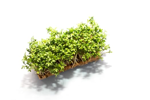 Edible Hairy Green Bittercresses, Cardamine Hirsuta Plant In Natural Drainage On White Isolated Background, Tender Greens, Common Weed, Herb in Mustard Family Brassicaceae.Flatly Horizontal,Copyspace