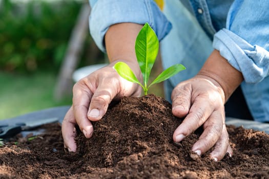 Gardener woman plant a tree with peat moss organic matter improve soil for agriculture organic plant growing, ecology concept.