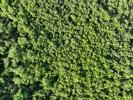 Aerial top view of mangrove forest. Drone view of dense green mangrove trees captures CO2. Green trees background for carbon neutrality and net zero emissions concept. Sustainable green environment.