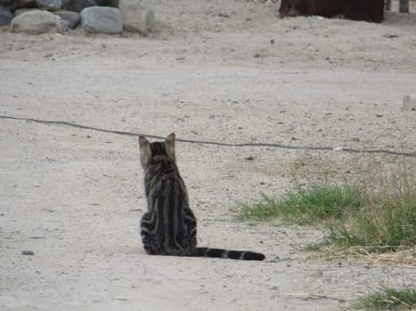 Stray Brown Tabby Cat Sitting on Ground. High quality photo