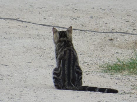 Stray Brown Tabby Cat Looking Away Sitting on Ground. High quality photo