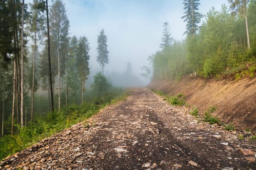Road in the woods. Trail path in woods. A trail in the forest. download photo