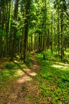 path in the woods. beautiful green forest. download photo