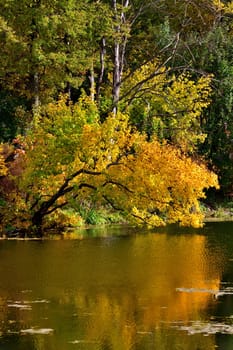 Bright yellow trees near pond in autumn