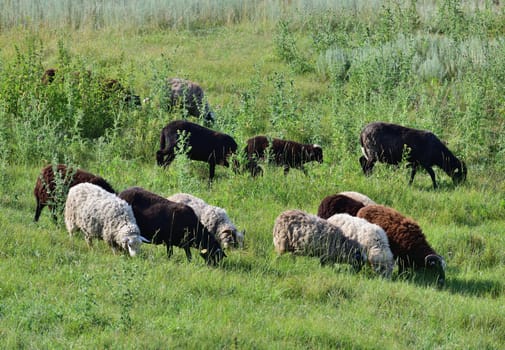 Several sheep graze on lawn, Russia