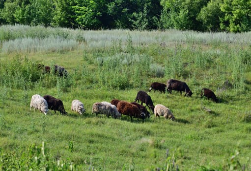 Several sheep graze on lawn, Russia