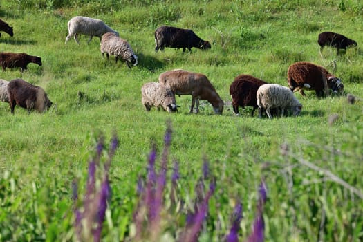 Several sheep graze on lawn, Russia