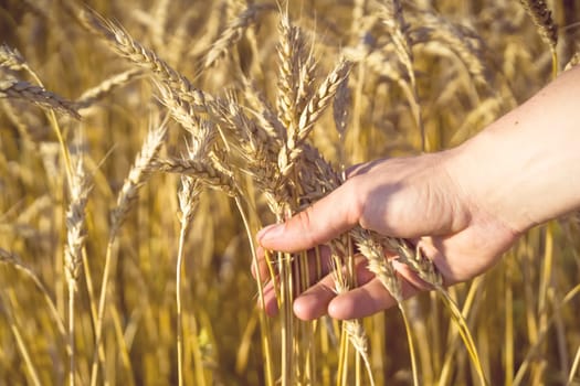 A man's hand holds spikelets of ripe wheat with grain on the background of a golden field and the sky. The farmer carefully checks the quality of the crop.