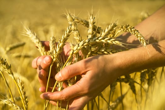 A man's hand holds spikelets of ripe wheat with grain on the background of a golden field and the sky. The farmer carefully checks the quality of the crop.