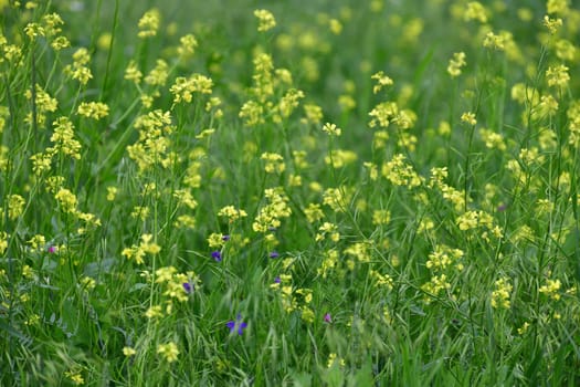 Brassica napus - yellow rapeseed blooms in a summer