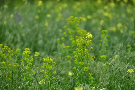 Euphorbia esula - wild meadow plant with yellow flowers