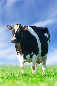 Cow on the lawn. Spotted cow grazing on beautiful green meadow. holstein cow, resting in a meadow. Black and white cow, eco farming in Nederlands.