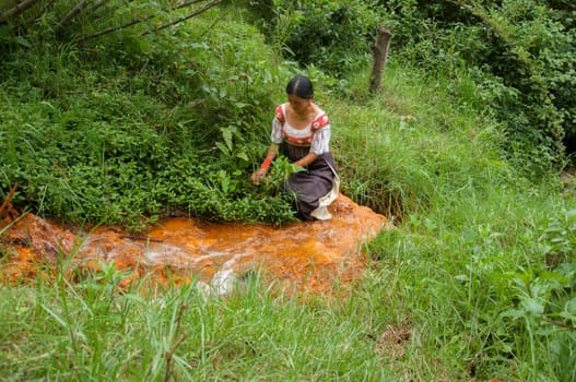old woman from south america collecting medicinal plants from the jungle to celebrate a sacred community event. High quality photo