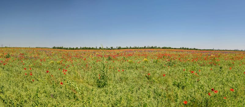 Poppy field in the suburbs of Odessa, Ukraine on a sunny summer day