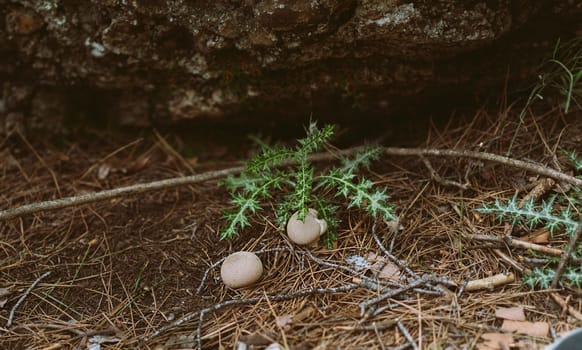 Closeup picture of green plant bush with abandoned bird eggs lying under tree on the ground grass in the forest.
