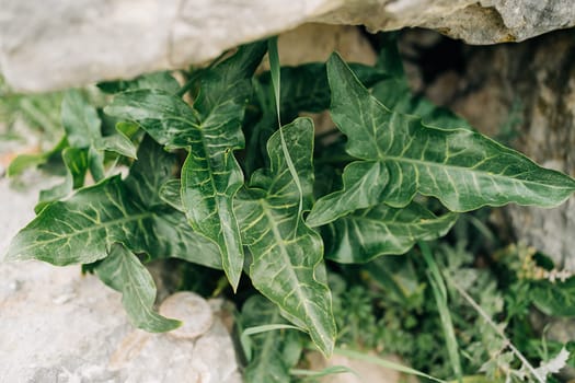 Closeup picture of green bush leaves surrounded with granite stones. Green plant growing on rocks