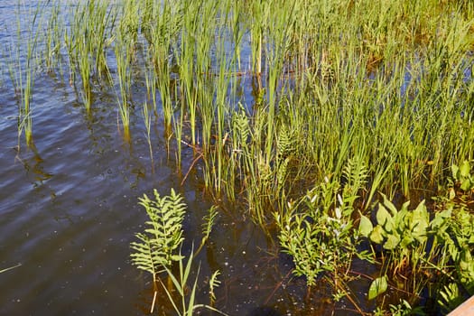 Photo of pond and green grass. Surface of water. Lake. Ecosystem.