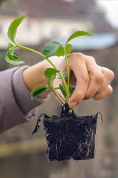 Woman holds strawberry seedlings for planting Spring