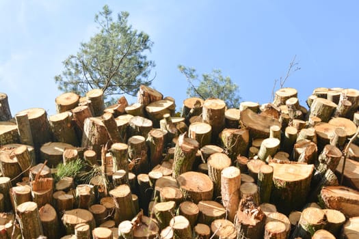 Pile of wood logs storage in a forest