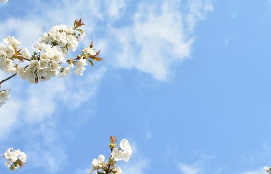 Cherry Blossom with a blue sky on background spring season