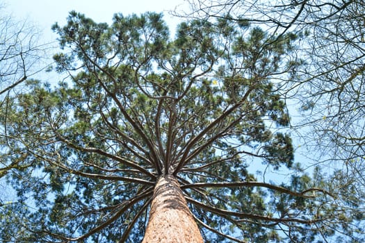 Large pine view from below with blue sky